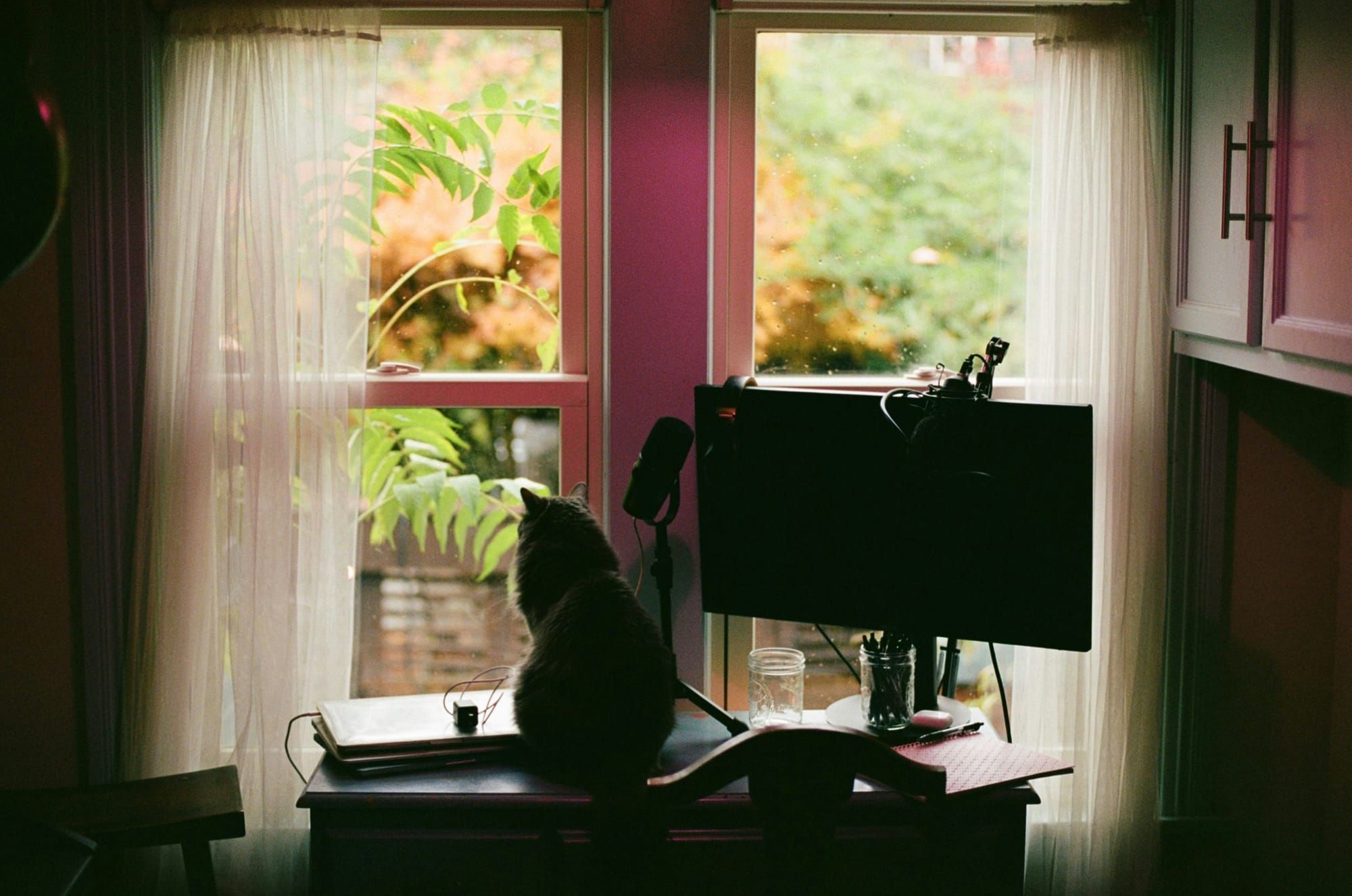 A cosy home office setup featuring a cat sitting on a desk, gazing out of a large window with sheer white curtains