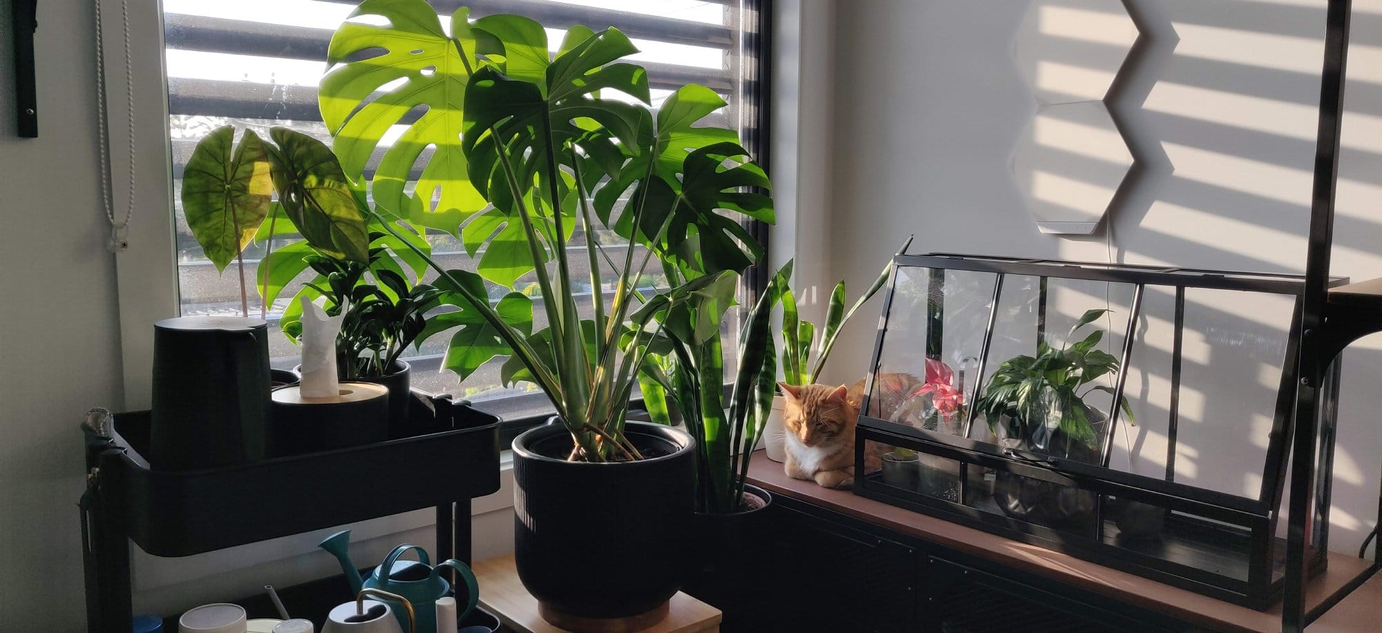 A cosy corner filled with vibrant plants basking in the sunlight, accompanied by a ginger cat lounging beside a terrarium