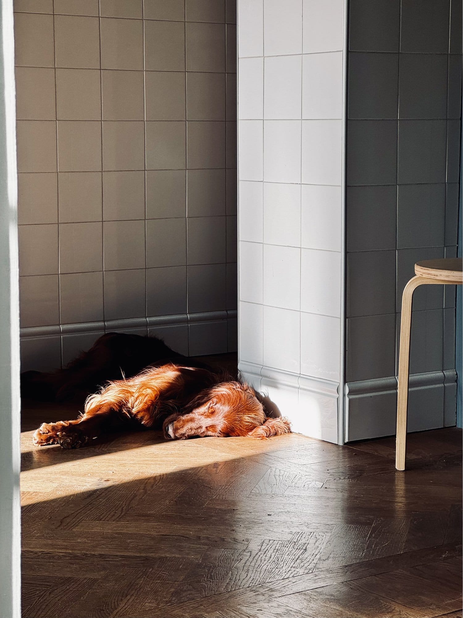 A peaceful scene of an Irish Setter resting in a sunlit corner on a wooden floor