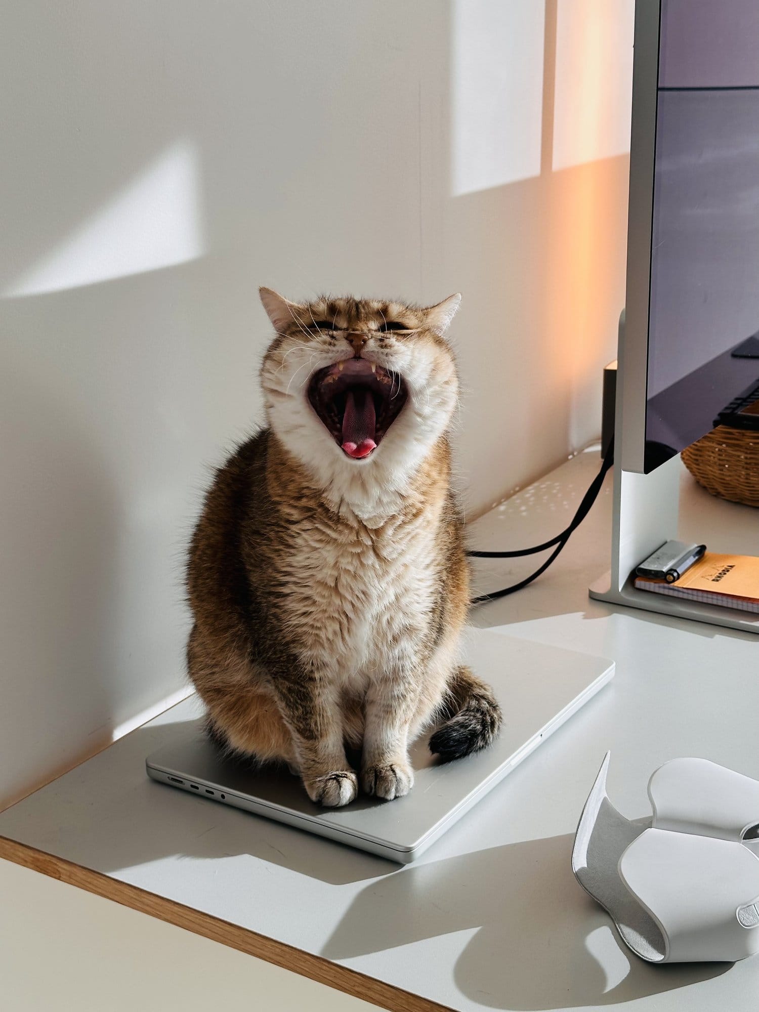 A British Shorthair cat yawning while sitting on a MacBook Pro M2 Max