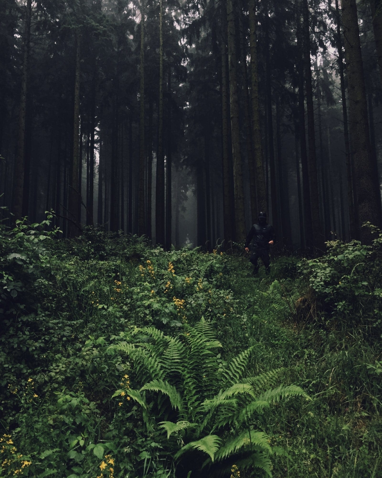 A lone figure walks through a misty, dense forest of tall pine trees, surrounded by lush green ferns and undergrowth