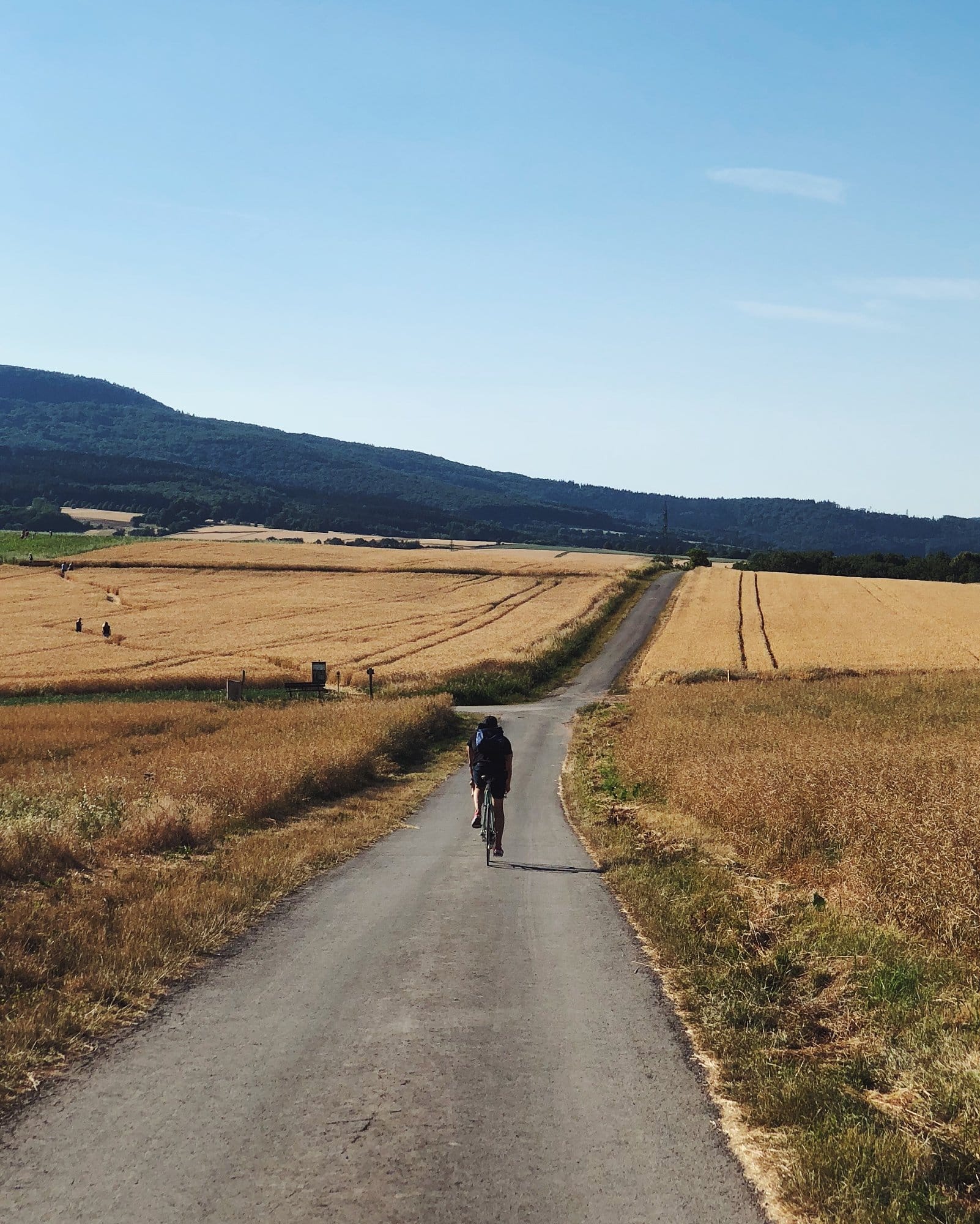 A cyclist rides down a narrow road cutting through golden fields of wheat under a clear blue sky, with rolling hills and distant trees creating a peaceful rural backdrop