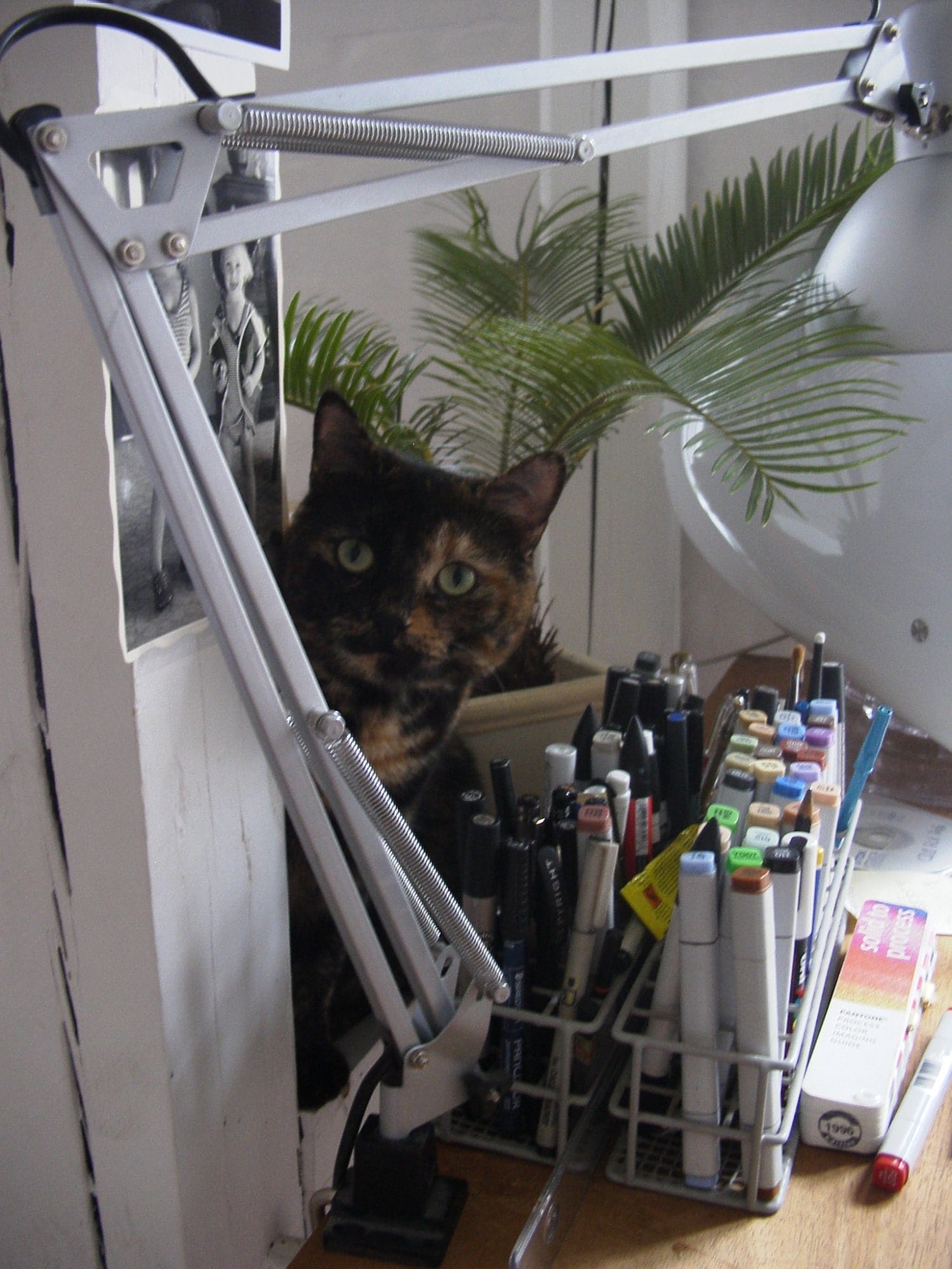  A cat sits behind a collection of various markers, pens, and art supplies, next to an IKEA TERTIAL lamp on a wooden desk, with potted plants visible in the background