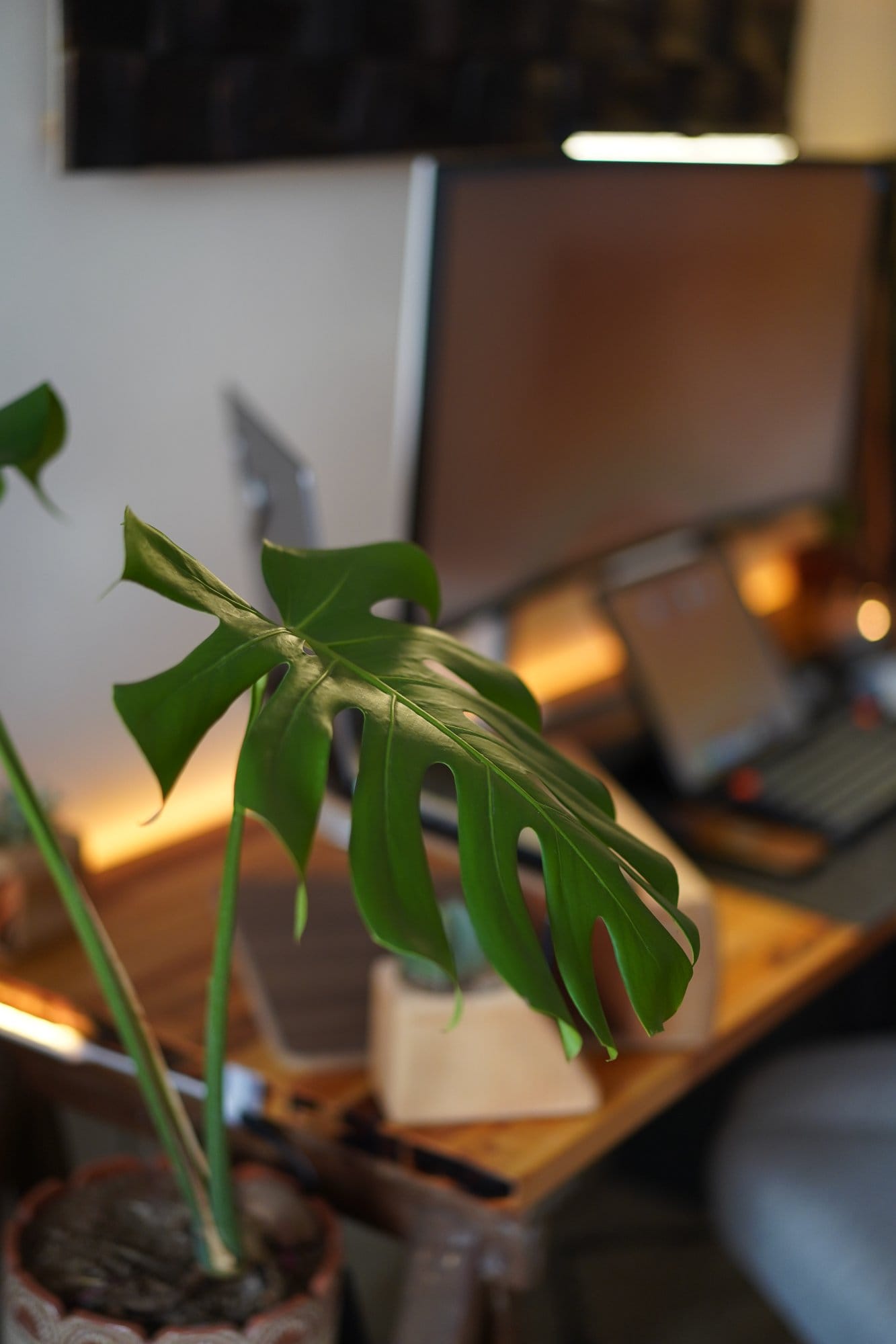 A close-up of a green monstera leaf in focus, with a blurred home workspace in the background