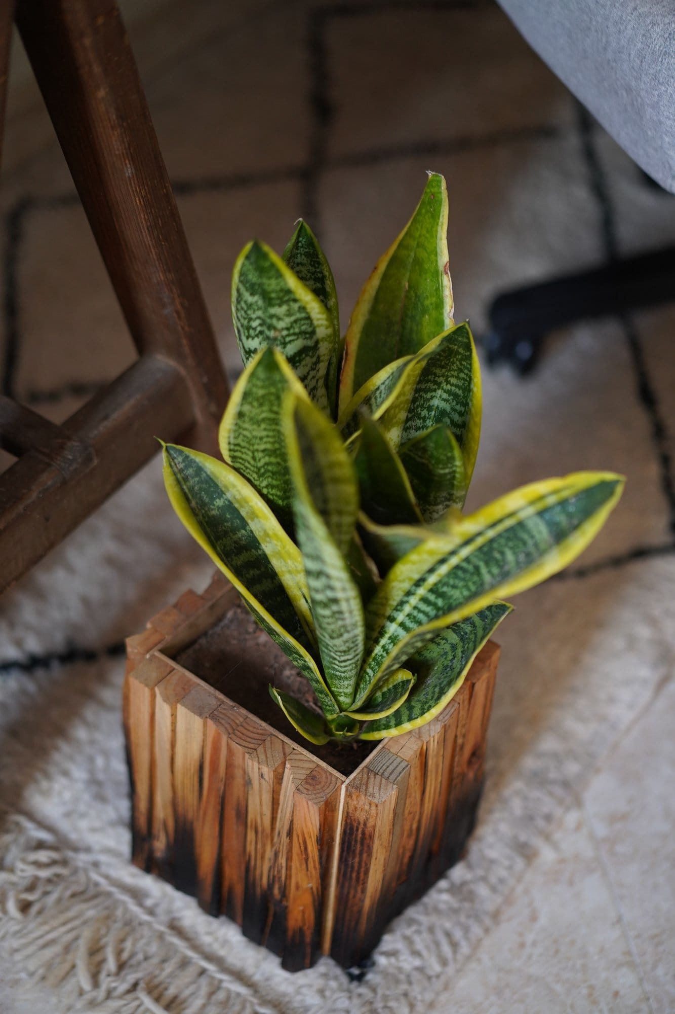 A snake plant in a wooden geometric planter placed on a fringed rug beside a wooden chair