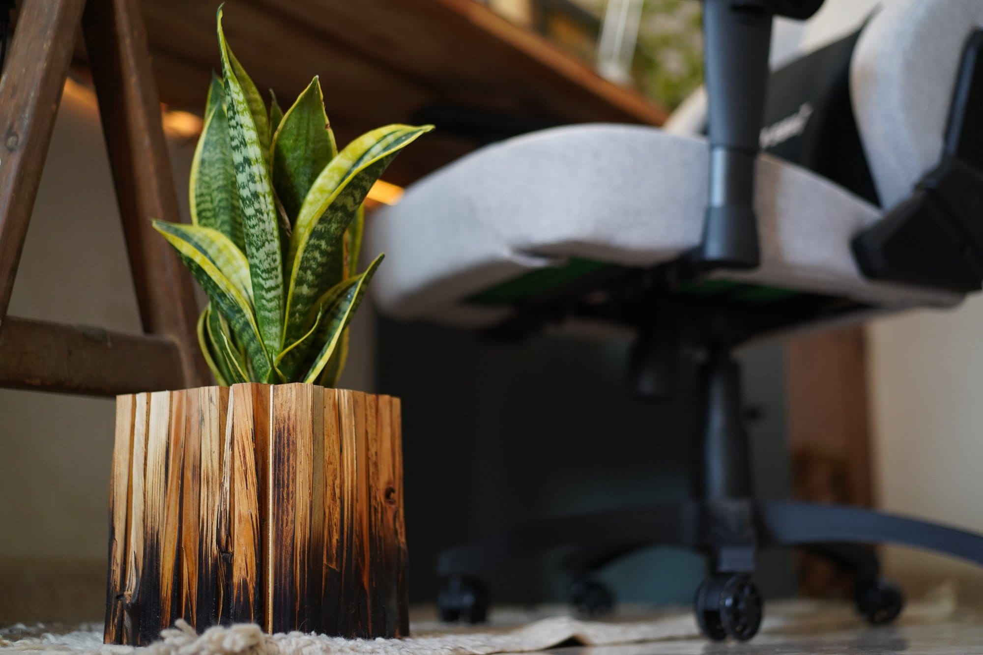 A snake plant in a charred wooden planter placed on a textured rug, next to a grey ergonomic chair with wheels under a wooden desk