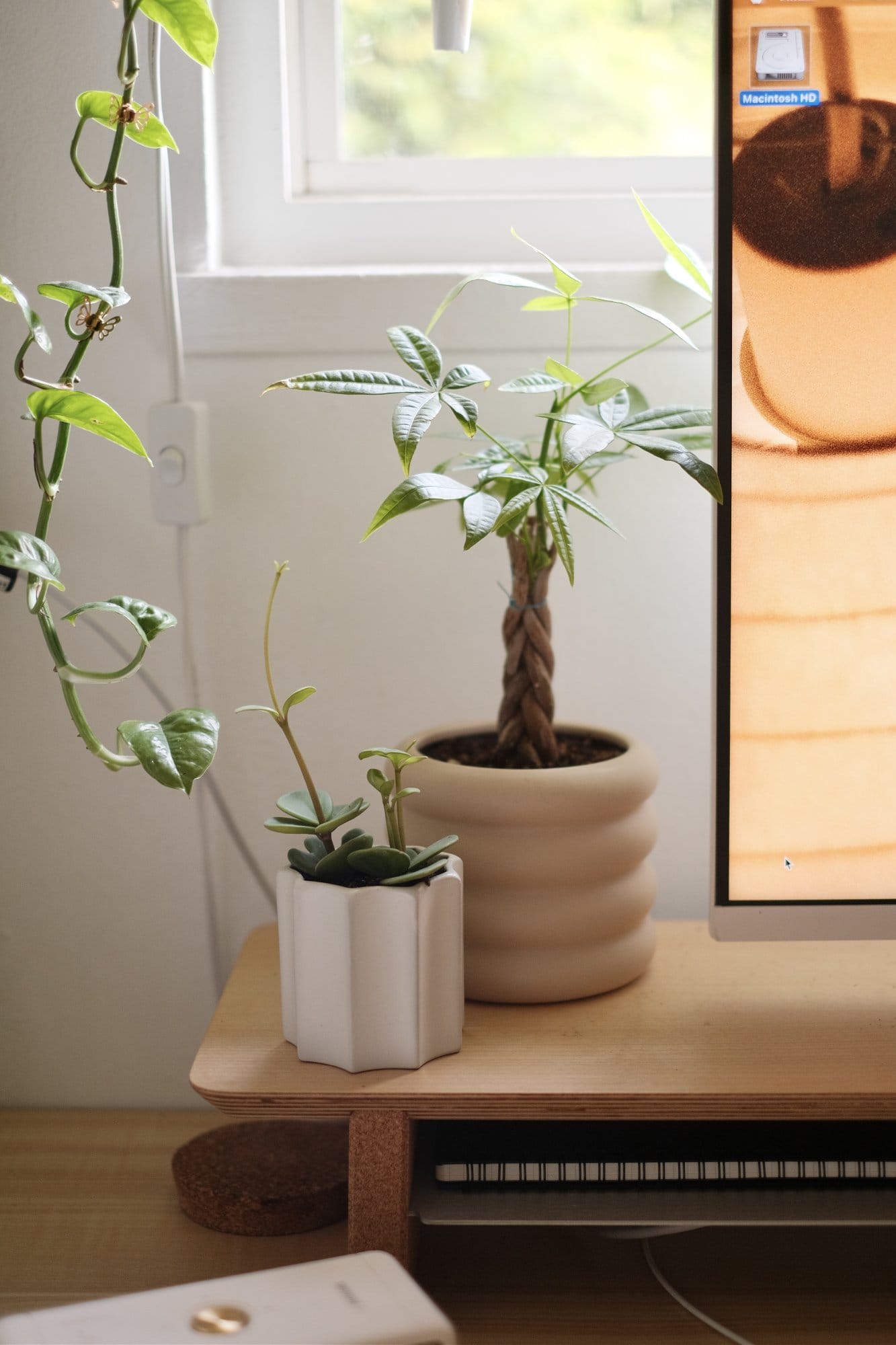 A close-up of a money tree and a small succulent on a Grovemade desk shelf