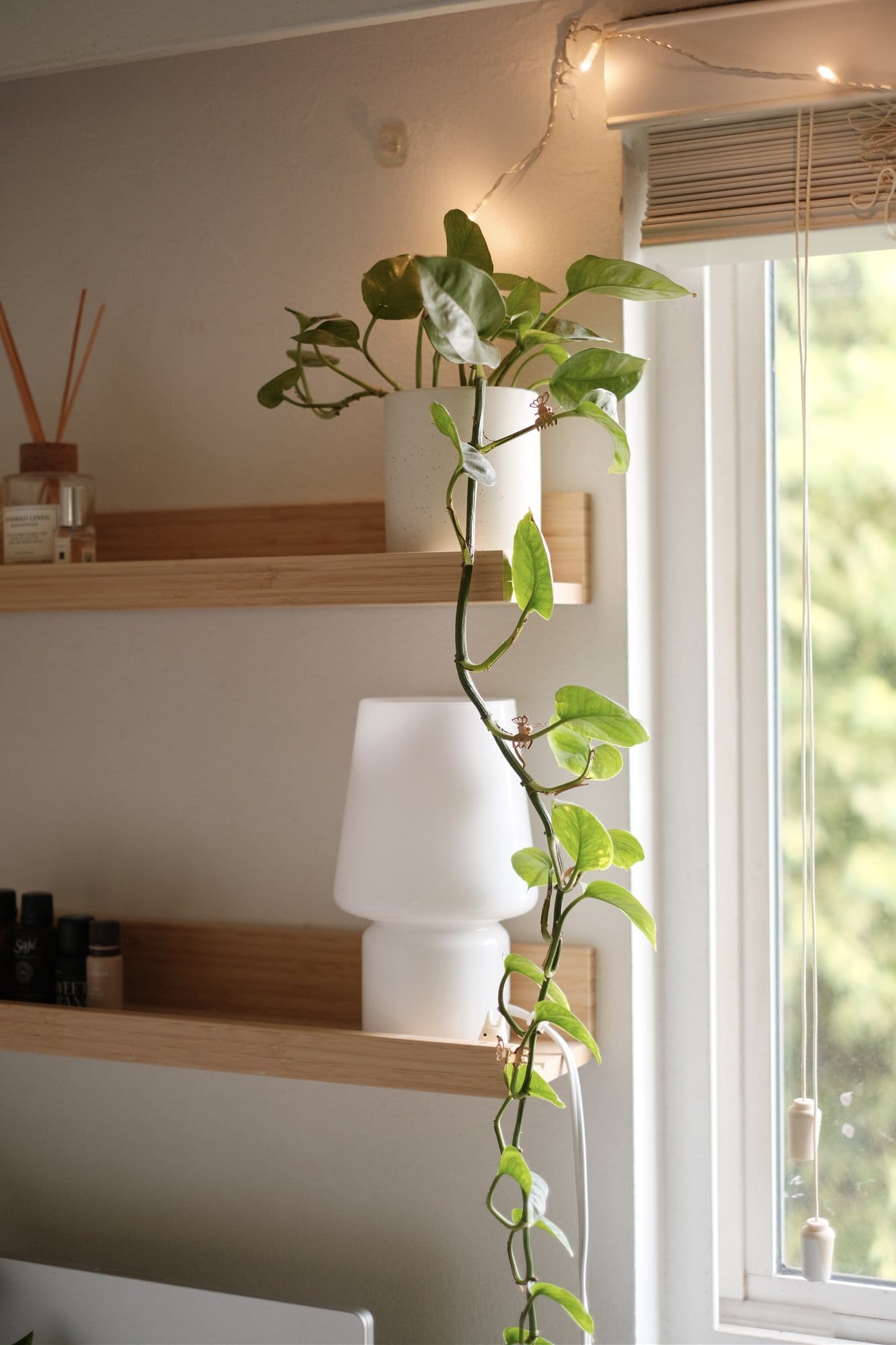 A trailing pothos in a white pot on a wooden shelf next to a white lamp near a window with string lights