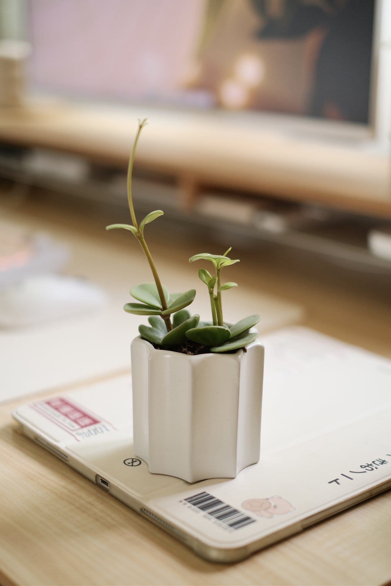 A small Peperomia succulent plant in a white pot on an iPad Pro