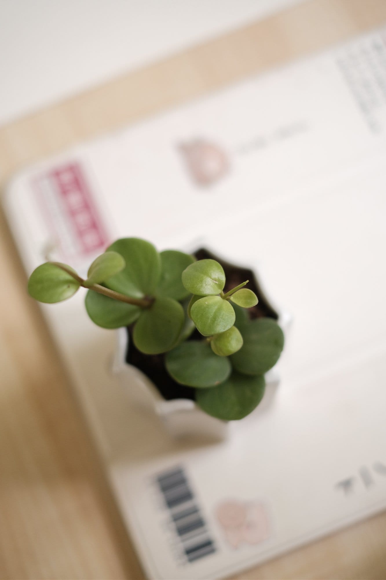 A top-down view of a small succulent in a white pot resting on an iPad Pro