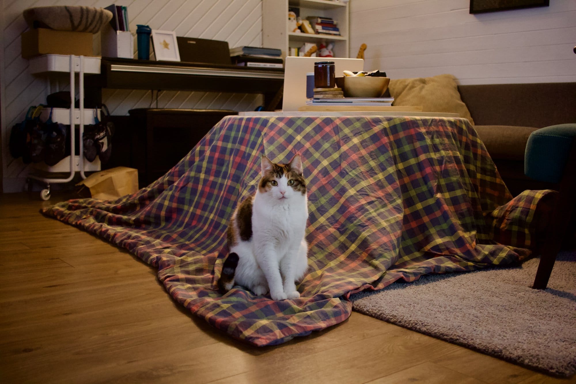 A kotatsu setup with a plaid blanket draped over a wooden table, a calico cat sitting in front, and a piano, bookshelf, and sofa in the background