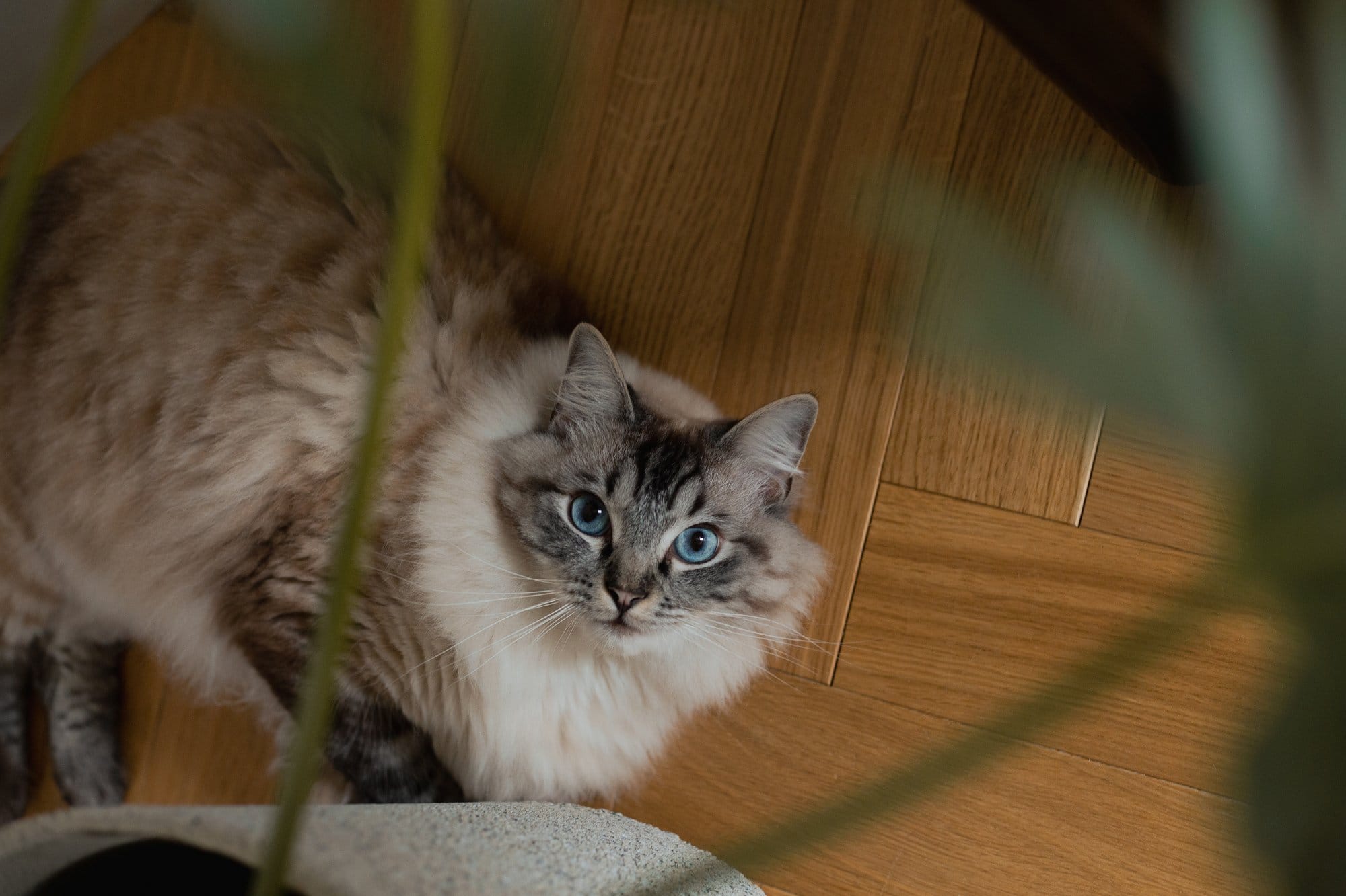 A fluffy Ragdoll cat with blue eyes sits on a wooden floor, looking up through the blurred leaves of a houseplant