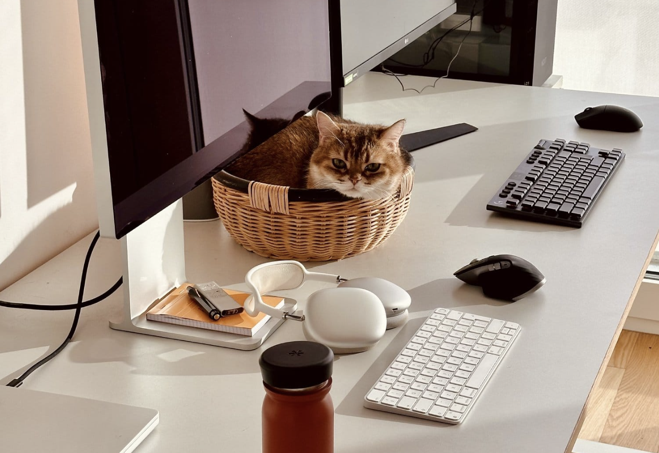 How to Cat-Proof Your Desk Setup Without Hurting Any Feelings