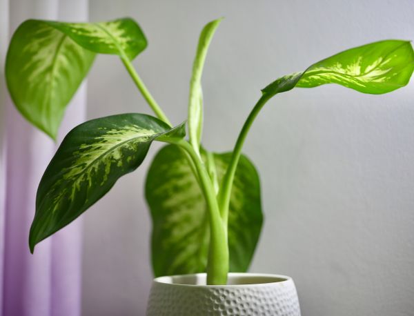 18 Unkillable Plants for a Home Office with No Windows